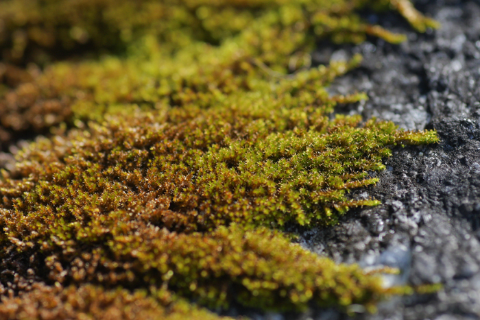 Campylophyllum halleri